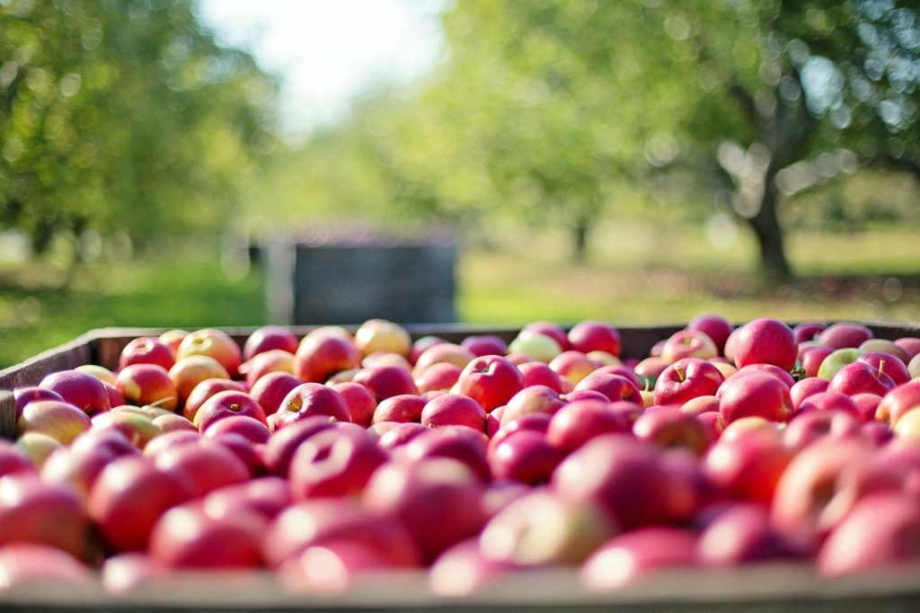 Apples being harvested