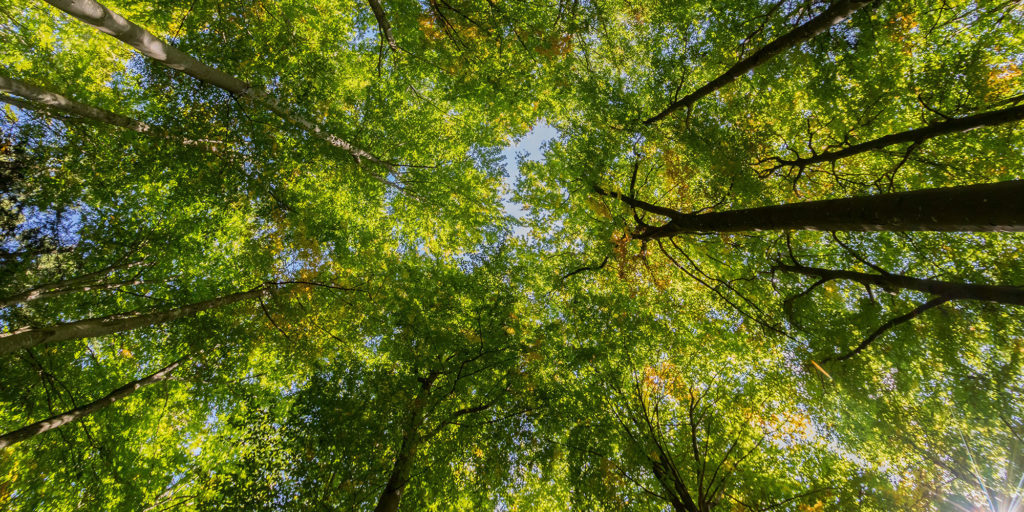 shot of trees from ground