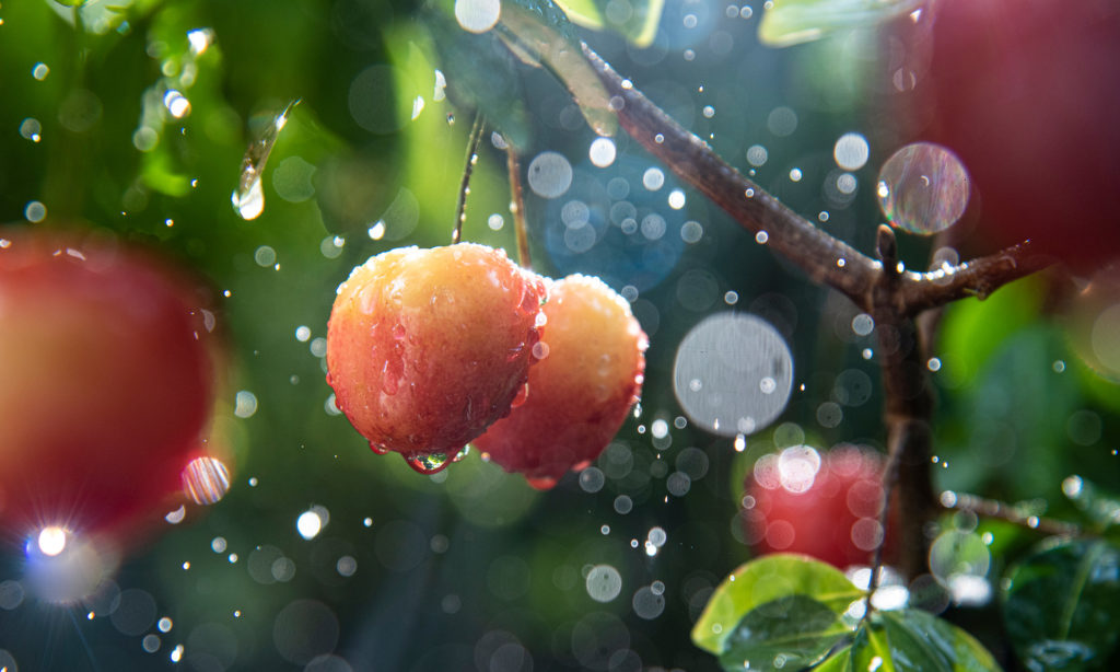 Fruit tree in the rain